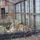 Photo: Big Cat Rescue